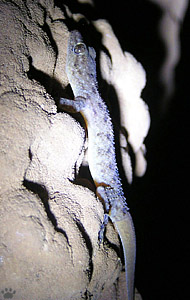 lizard