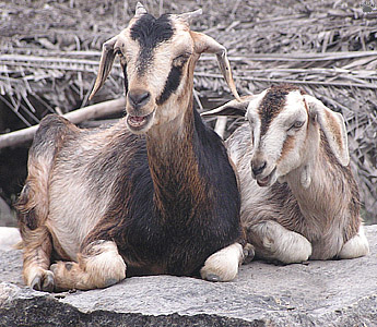 goats