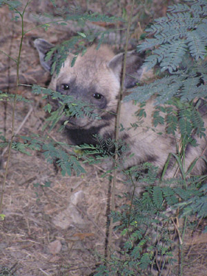 hyena