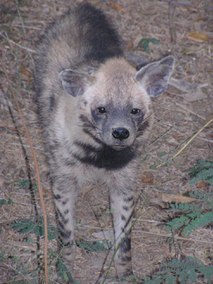 hyena