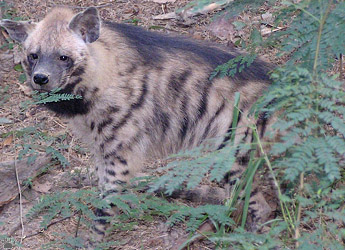 hyena