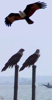 kites