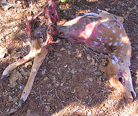 deer