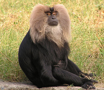 monkey