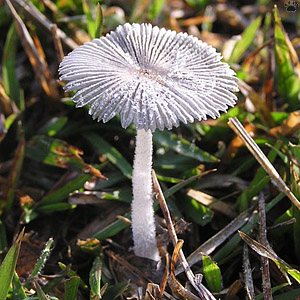 mushroom