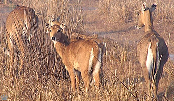 nilgai