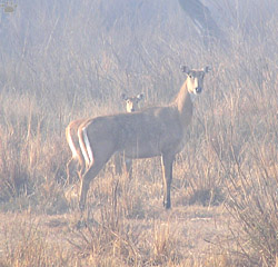 nilgai