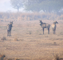 nilgai