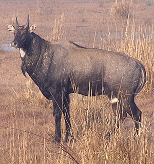 nilgai