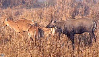 nilgai