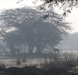 nilgai
