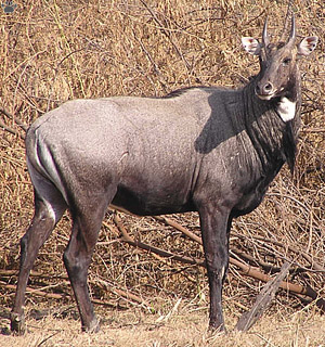 nilgai