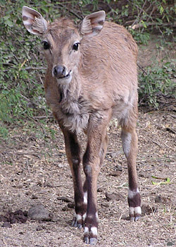 nilgai