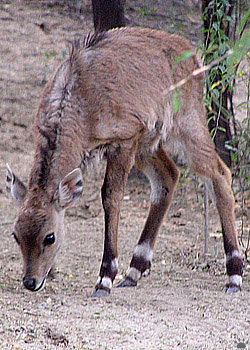 nilgai