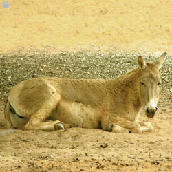 onager