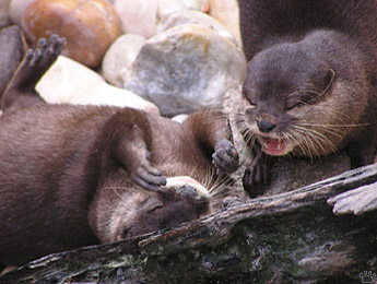 otter