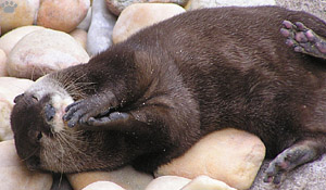 otter