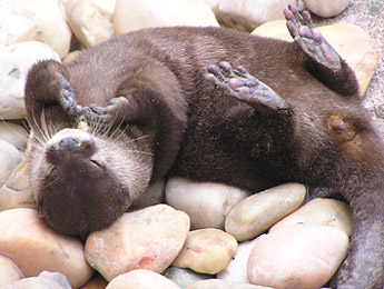 otter