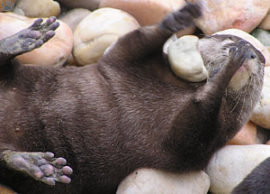 otter