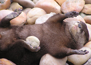 otter