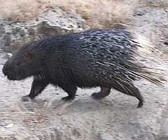 porcupine