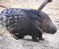 porcupine