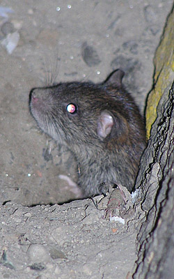 rat