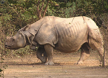 rhino