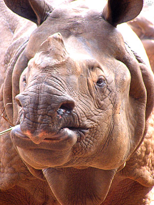 rhino