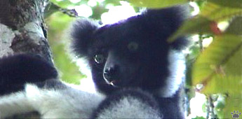 lemur