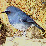 bird