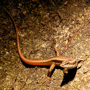 lizard