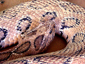 snake