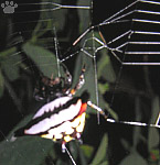 spider