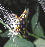spider