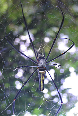 spider
