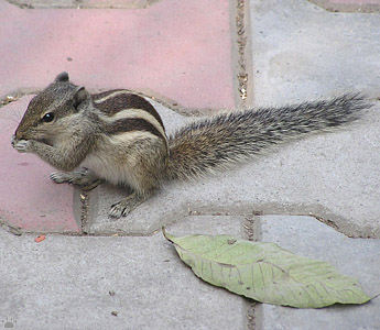 squirrel