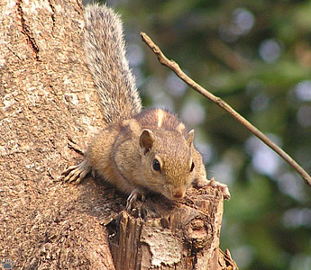 squirrel