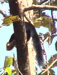 squirrel