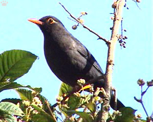 bird