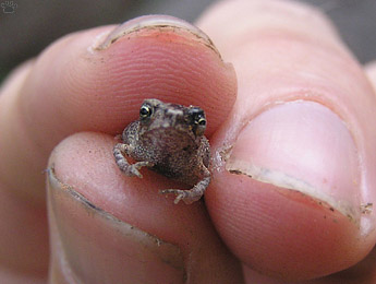 toad