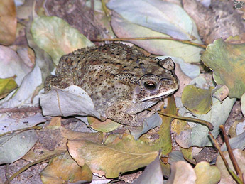 toad