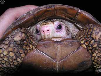 tortoise