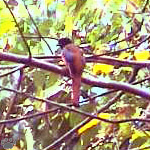 bird