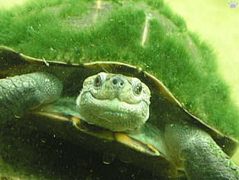 turtle