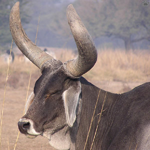 zebu