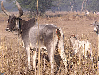 zebu