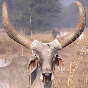 zebu