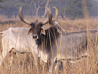 zebu