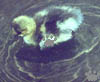 chick